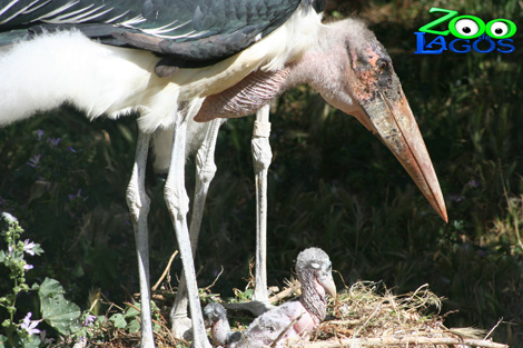 Sul Informação - Nascimento de duas crias aumenta família dos marabus do Zoo de Lagos