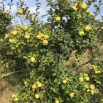 Sul Informação - Algarve vai ter novas coleções de fruteiras tradicionais e toda a ajuda é preciosa