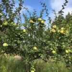 Sul Informação - Algarve vai ter novas coleções de fruteiras tradicionais e toda a ajuda é preciosa