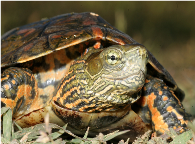 Sul Informação - Oito cágados recuperados pelo Zoomarine devolvidos hoje à natureza