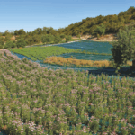 Sul Informação - Oito “mesas” do Algarve entre as 49 pré-finalistas do concurso 7 Maravilhas à Mesa