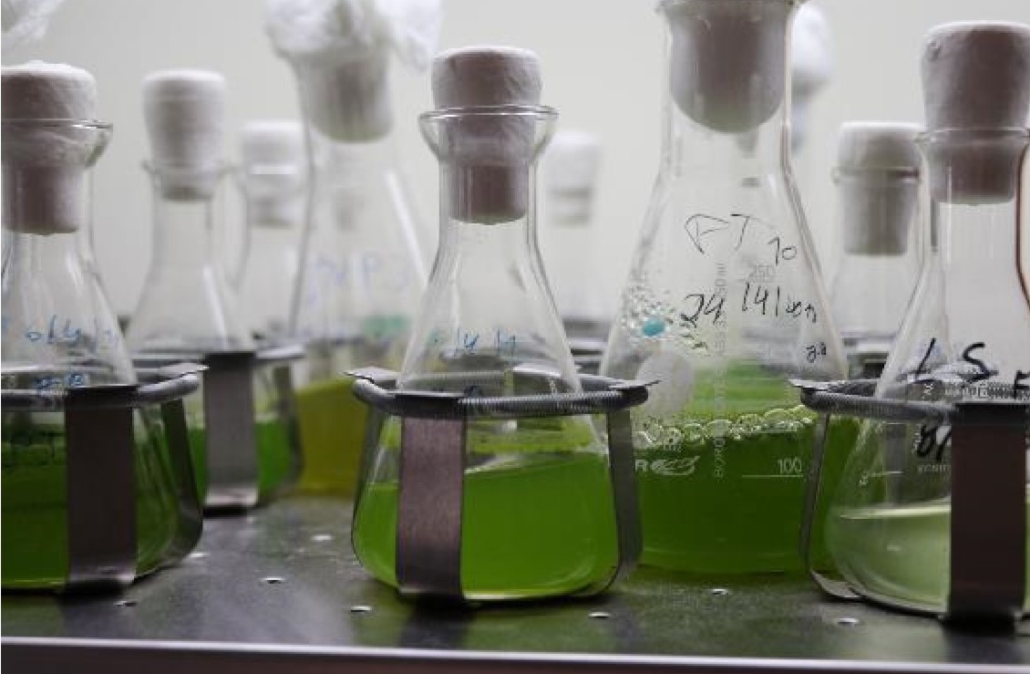 Sul Informação - Algas juntam CCMar e empresas algarvias em laboratório colaborativo