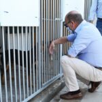 Sul Informação - Exemplo de Monchique para garantir bem-estar animal é «muito plural»