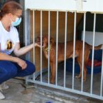 Sul Informação - Exemplo de Monchique para garantir bem-estar animal é «muito plural»