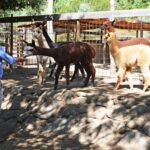 Sul Informação - Exemplo de Monchique para garantir bem-estar animal é «muito plural»