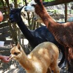Sul Informação - Exemplo de Monchique para garantir bem-estar animal é «muito plural»