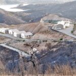 Sul Informação - Governo investe meio milhão para que linces regressem a Silves em Novembro