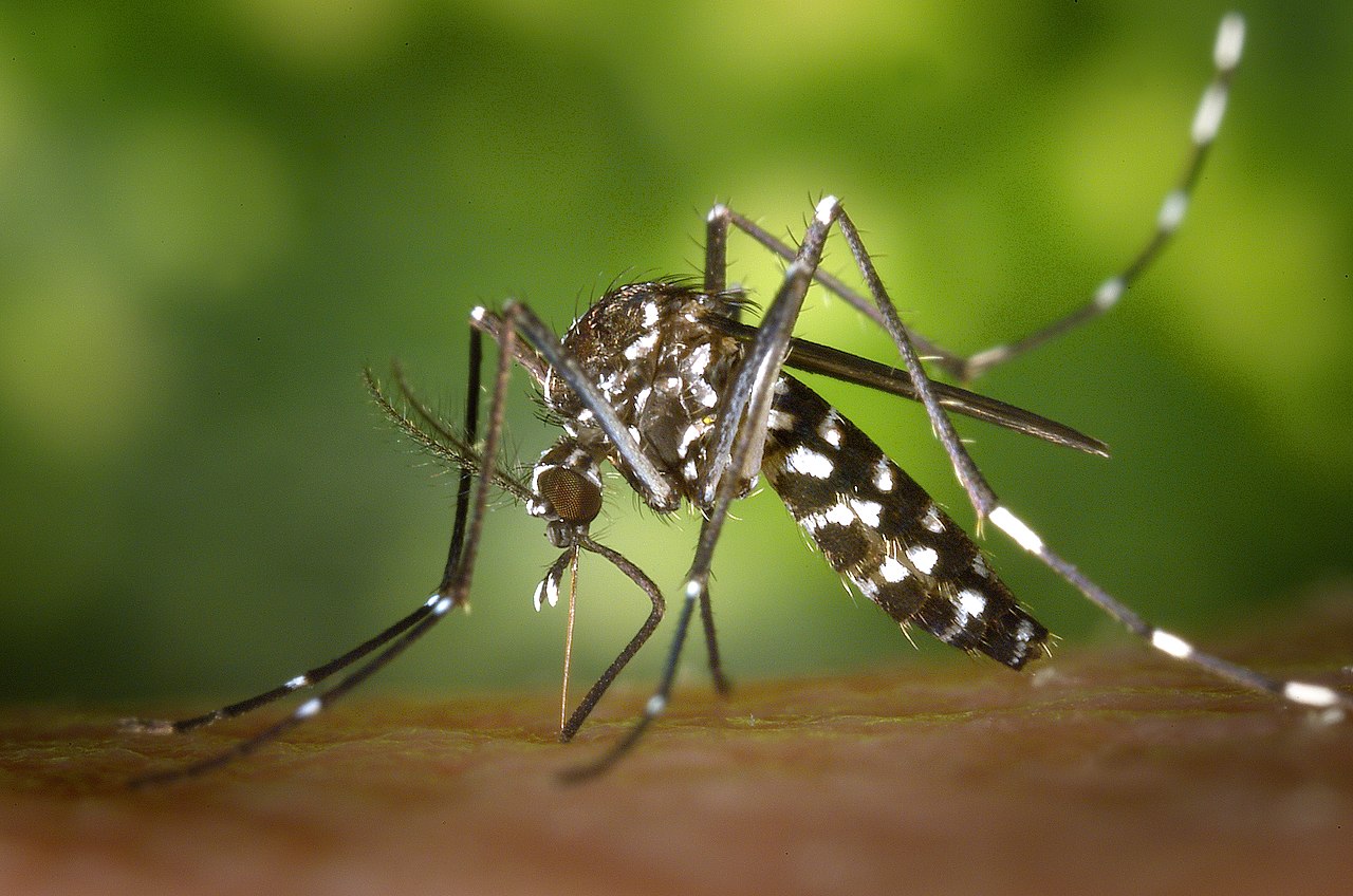 Sul Informação - Cientistas alertam para riscos de mosquito do dengue em Portugal
