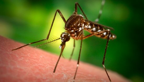 Sul Informação - Combate aos mosquitos vai ser intensificado em Armação de Pêra