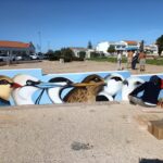 Sul Informação - Primeiro dia do Festival de Observação de Aves de Sagres culmina com libertação de águia-calçada