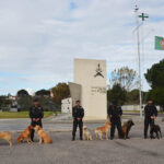 Sul Informação - Cães da Marinha já fizeram mais de 107 ações de busca e deteção este ano