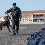Sul Informação - Cães da Marinha já fizeram mais de 107 ações de busca e deteção este ano