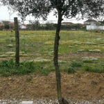 Sul Informação - O Caminhante na terra de Saramago