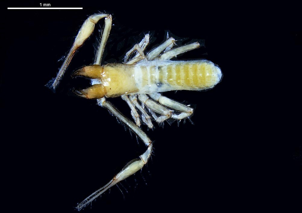 Sul Informação - Duas novas espécies de pseudoescorpiões descobertas no Algarve