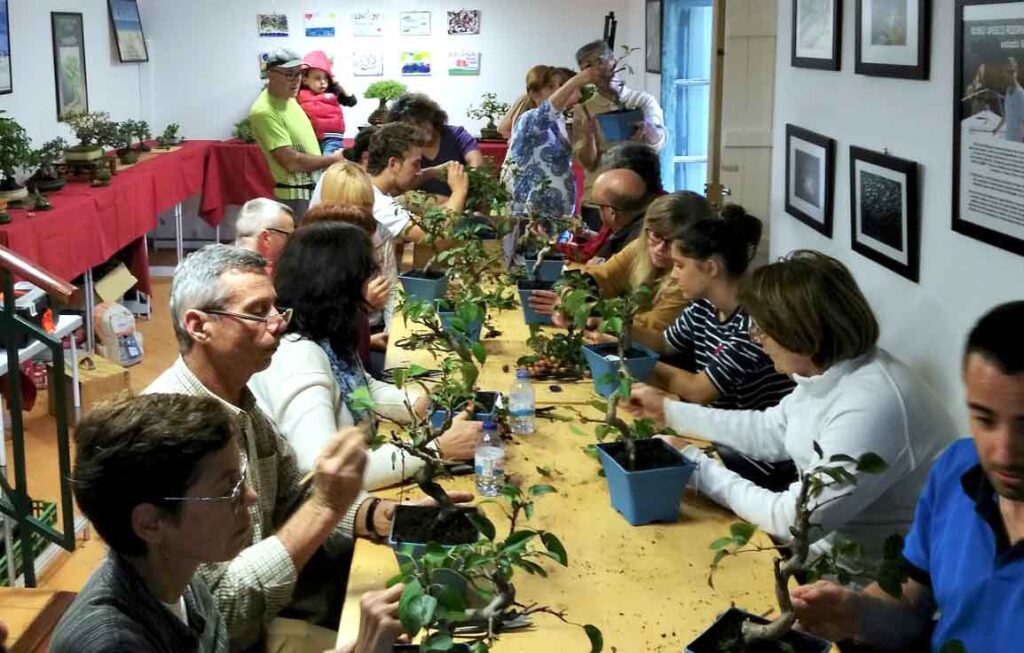 Oficina Bonsai Lagoa