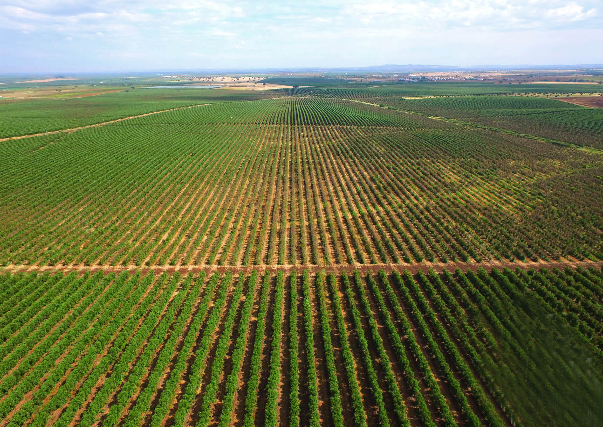 Sul Informação - A nova paisagem alentejana