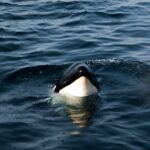 Sul Informação - Empresas de observação de cetáceos salvam orca-bebé ao largo de Sagres [com vídeo]