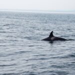 Sul Informação - Empresas de observação de cetáceos salvam orca-bebé ao largo de Sagres [com vídeo]