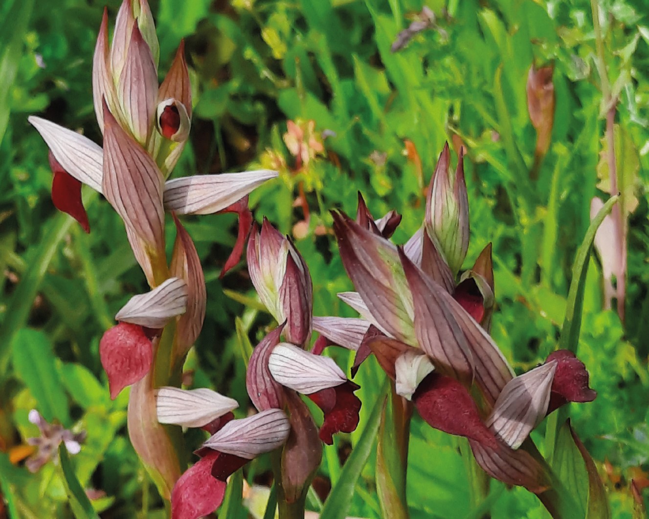 Sul Informação - Há “Orquídeas” para ver em Querença
