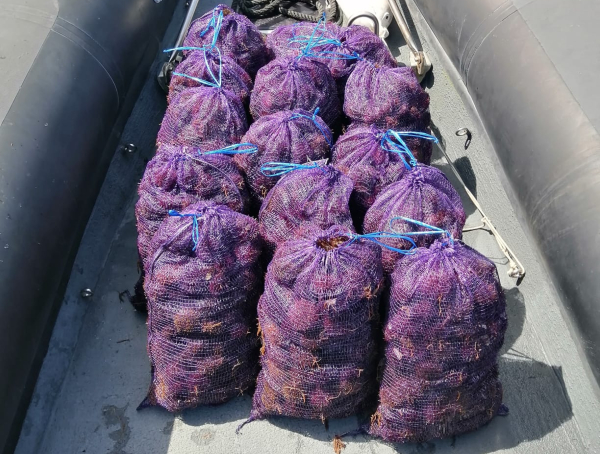 Sul Informação - Ouriços do mar apanhados ilegalmente foram devolvidos ao mar na Costa Vicentina