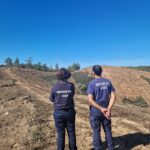 Sul Informação - Reflorestação de 147 hectares na freguesia do Ameixial já foi terminada