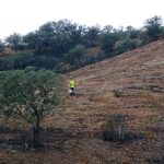 Sul Informação - Reflorestação de 147 hectares na freguesia do Ameixial já foi terminada