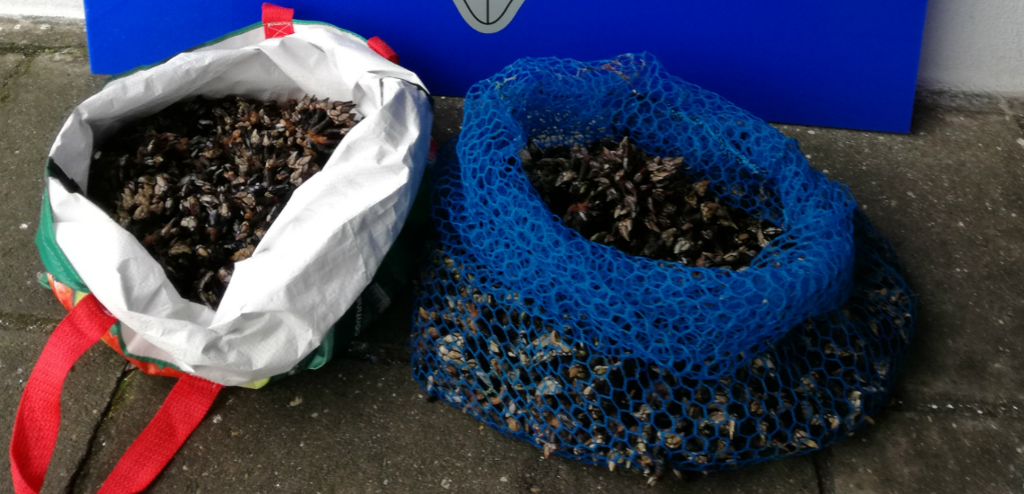 Sul Informação - Polícia Marítima apreende 10 quilos de percebes na Zambujeira do Mar