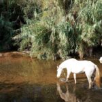 Sul Informação - REASE mostrou que Pego do Inferno não é o único tesouro do Vale da Asseca [com fotos]