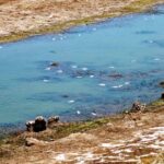Sul Informação - Sem arroz, nem água desperdiçada a montante, lagoa de Alcantarilha está quase seca