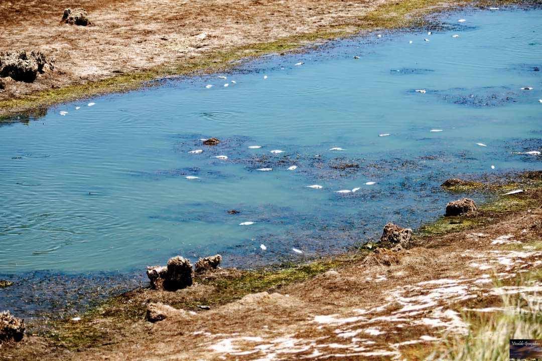 Sul Informação - Sem arroz, nem água desperdiçada a montante, lagoa de Alcantarilha está quase seca