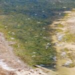 Sul Informação - Sem arroz, nem água desperdiçada a montante, lagoa de Alcantarilha está quase seca