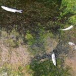 Sul Informação - Sem arroz, nem água desperdiçada a montante, lagoa de Alcantarilha está quase seca
