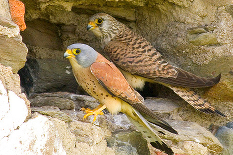 Sul Informação - LPN vai lançar conto para ajudar a conservar aves no Alentejo