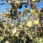 Sul Informação - Algarve vai ter novas coleções de fruteiras tradicionais e toda a ajuda é preciosa