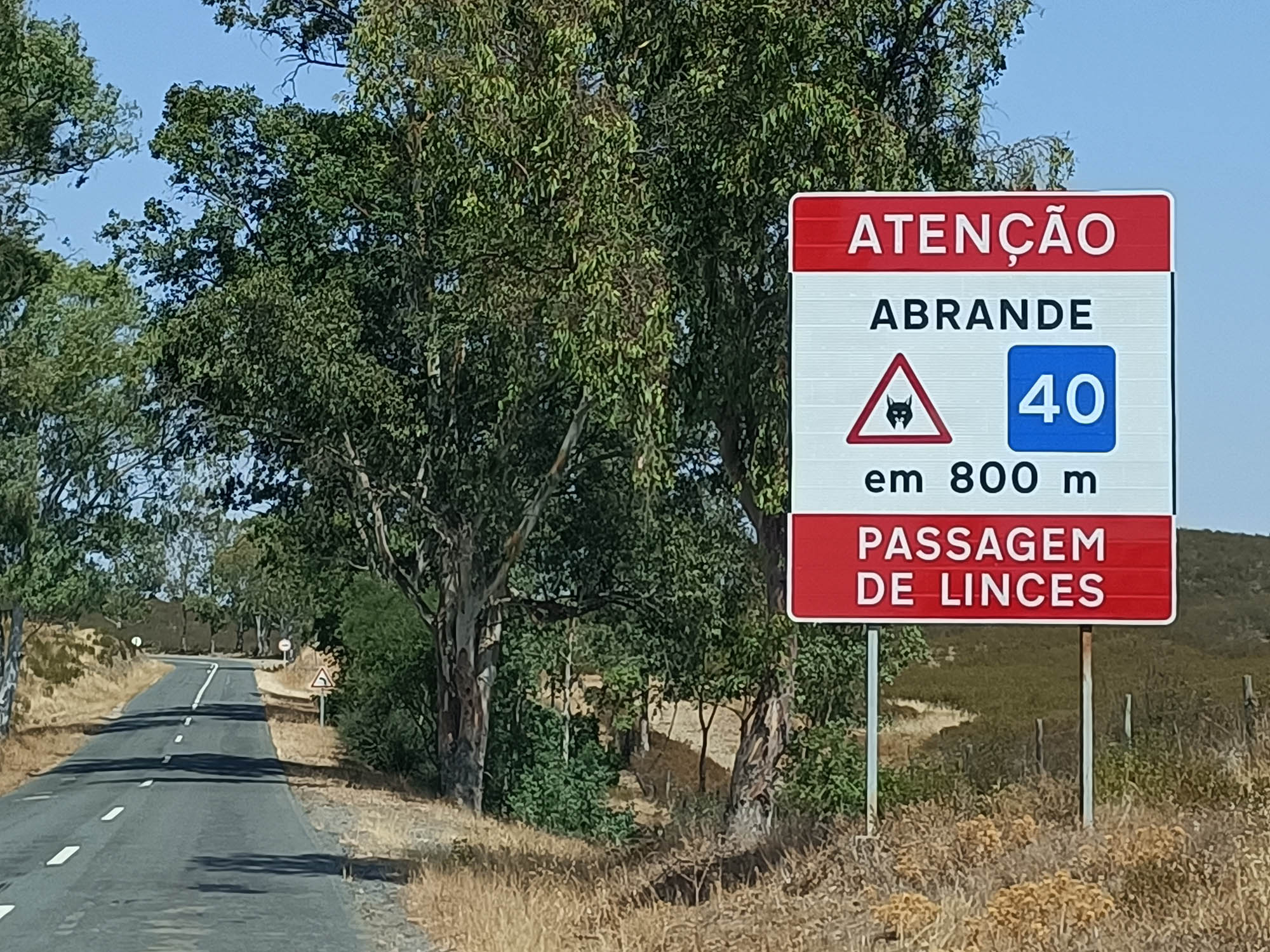 Sul Informação - Waze vai alertar automobilistas para evitar atropelamento de linces-ibéricos