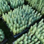 Sul Informação - 500 voluntários plantaram 5 mil novas árvores em Portimão