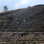 Sul Informação - 500 voluntários plantaram 5 mil novas árvores em Portimão