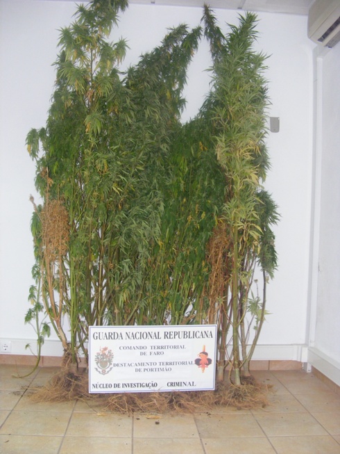 Sul Informação - GNR detém homem que plantava cannabis em zona rural de Portimão