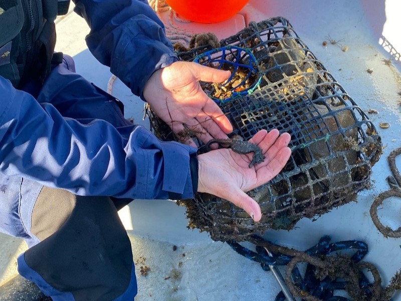 Sul Informação - Arte de pesca com 34 armadilhas apreendida na Ria Formosa