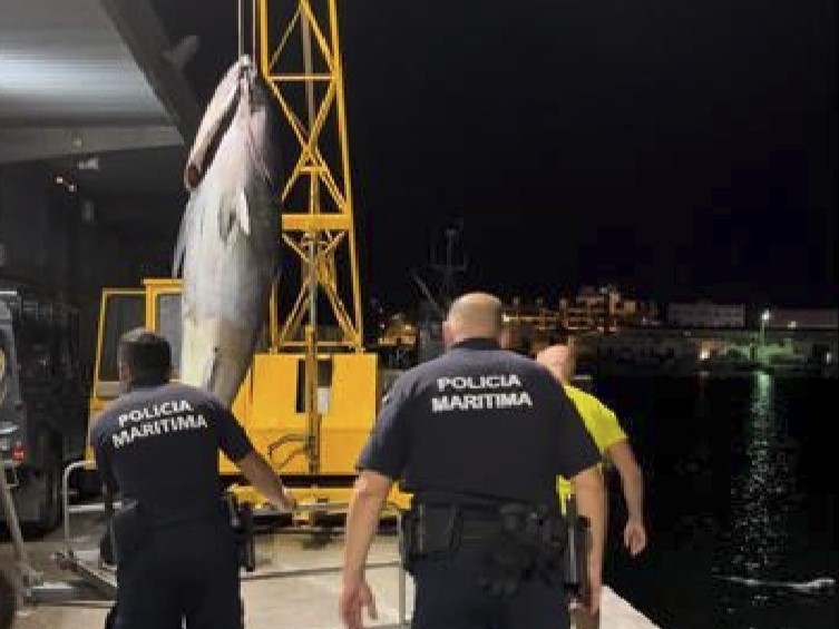 Sul Informação - Atum rabilho de 300 quilos apreendido a pescadores lúdicos no rio Gilão
