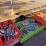 Sul Informação - Polícia Marítima, ASAE e GNR apreendem quase 85 quilos de peixe no Algarve