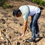 Sul Informação - Com árvores autóctones e rega localizada se refloresta as serranias de Castro Marim