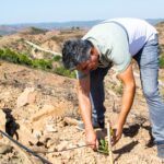 Sul Informação - Com árvores autóctones e rega localizada se refloresta as serranias de Castro Marim