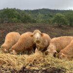 Sul Informação - Quinta do Freixo promove evento dedicado à agricultura regenerativa