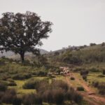 Sul Informação - Quinta do Freixo promove evento dedicado à agricultura regenerativa
