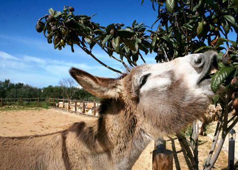 Sul Informação - Quem gostaria de apadrinhar um animal da Quinta Pedagógica de Portimão?