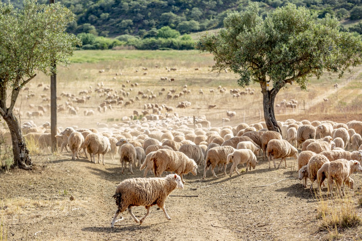 Sul Informação - Quinta do Freixo mostrou os resultados da sua aposta na agricultura regenerativa