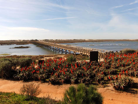 Sul Informação - Já há 20 praias algarvias candidatas ao concurso «7 Maravilhas – Praias de Portugal»