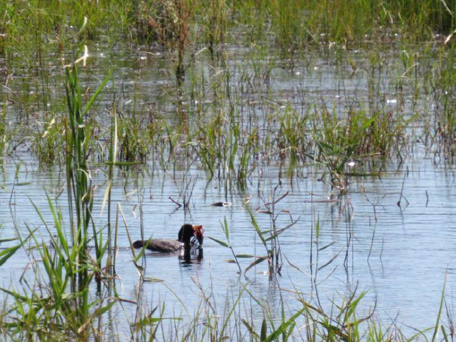 Sul Informação - Criação da Reserva Natural Local da Foz do Almargem e do Trafal vai mesmo avançar
