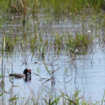 Sul Informação - Criação da Reserva Natural Local da Foz do Almargem e do Trafal vai mesmo avançar